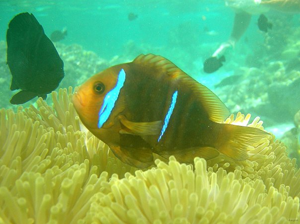47- Poisson clown dans son anemone 